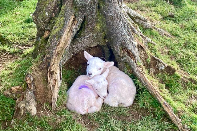 lambsssss